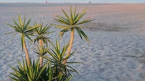 En strand med sand och några växter i förgrunden.