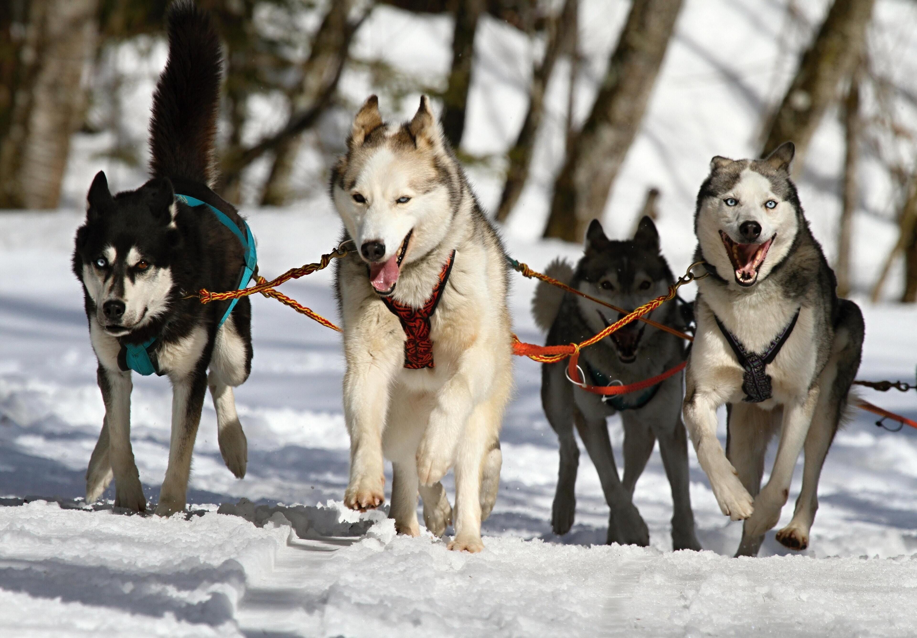 Quatre chiens huskies tirant une luge à travers un paysage enneigé.