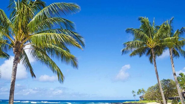 A beach with palm trees and a clear blue sky.