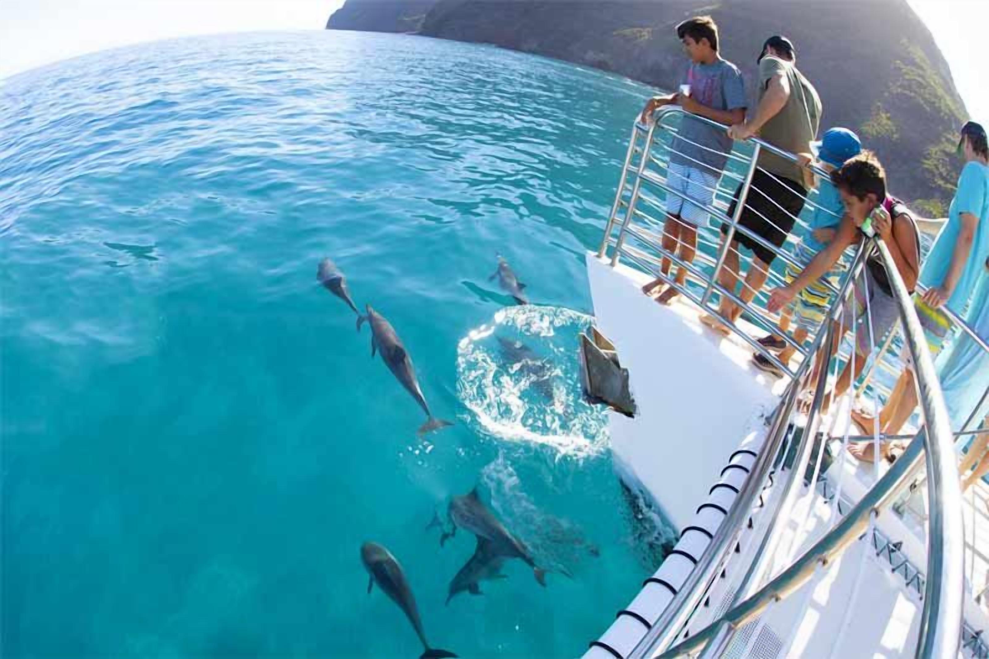 Um barco com pessoas observando golfinhos nadando na água.
