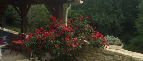 A covered patio area with a stone wall and a red flowering plant.