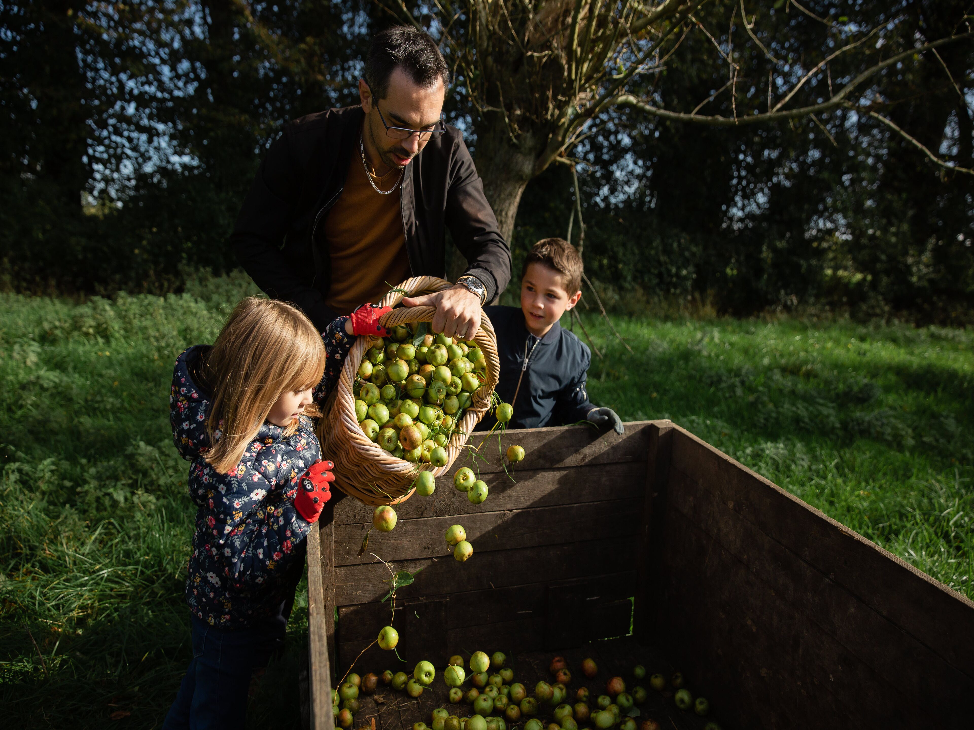 A person and two children handling a basket of apples, with apples spilling into a wooden crate.