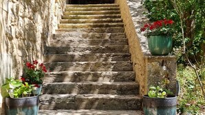 Eine Steintreppe führt zu einer Holztür, umgeben von Topfpflanzen und Grünpflanzen.