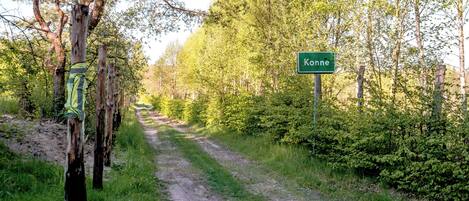 En grusväg som leder genom ett skogsområde, och en grön skylt visar vägen till "Konne".