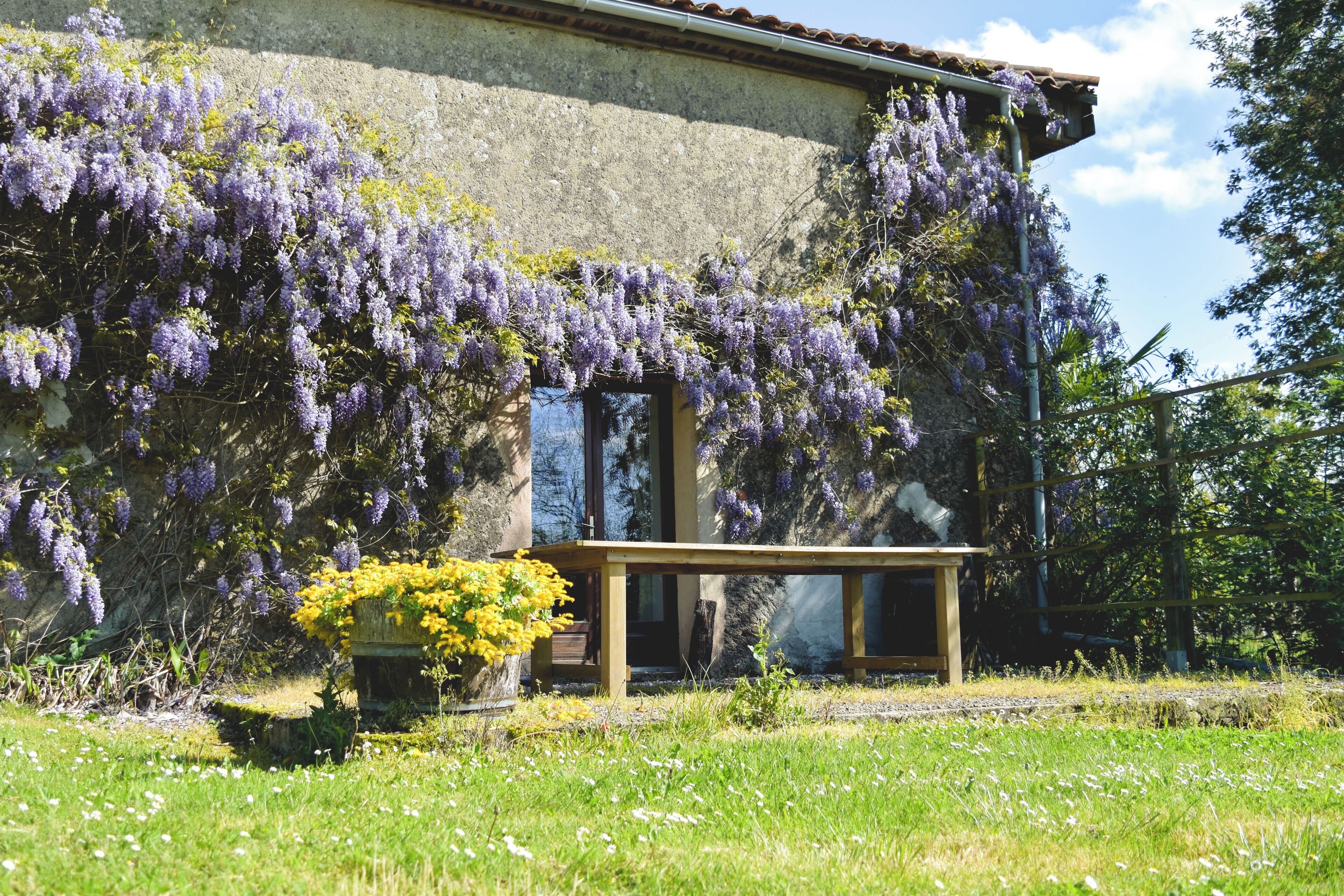 Un bâtiment orné de glycines violettes, un banc en bois et un pot de fleurs jaune.