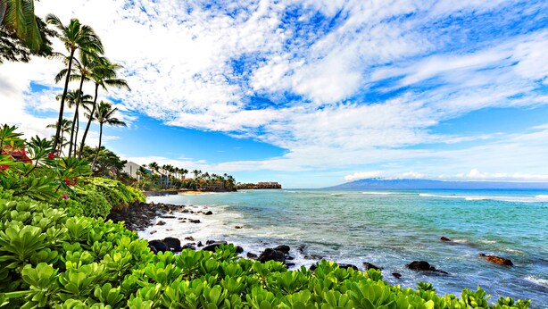 A tropical beach with lush greenery, palm trees, and a view of the ocean. - Tropical vibes, sleek style, a peek at the Ocean (Lahaina)