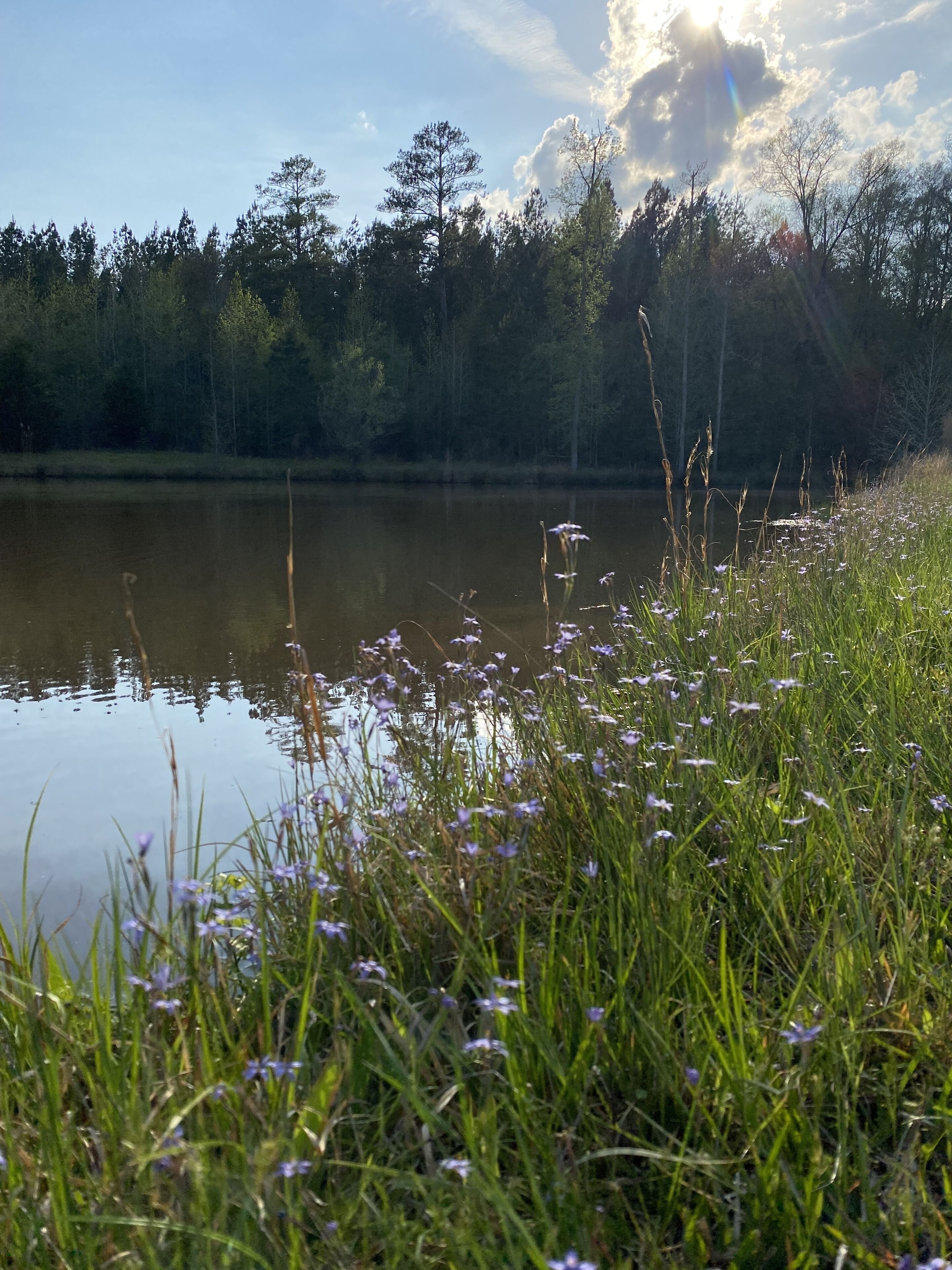 Un lac paisible, bordé de rives verdoyantes et avec des arbres en arrière-plan.