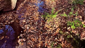 A forested area with a stream, trees, and a house in the background. - Cozy Roscoe Lakefront Cabin (Roscoe)