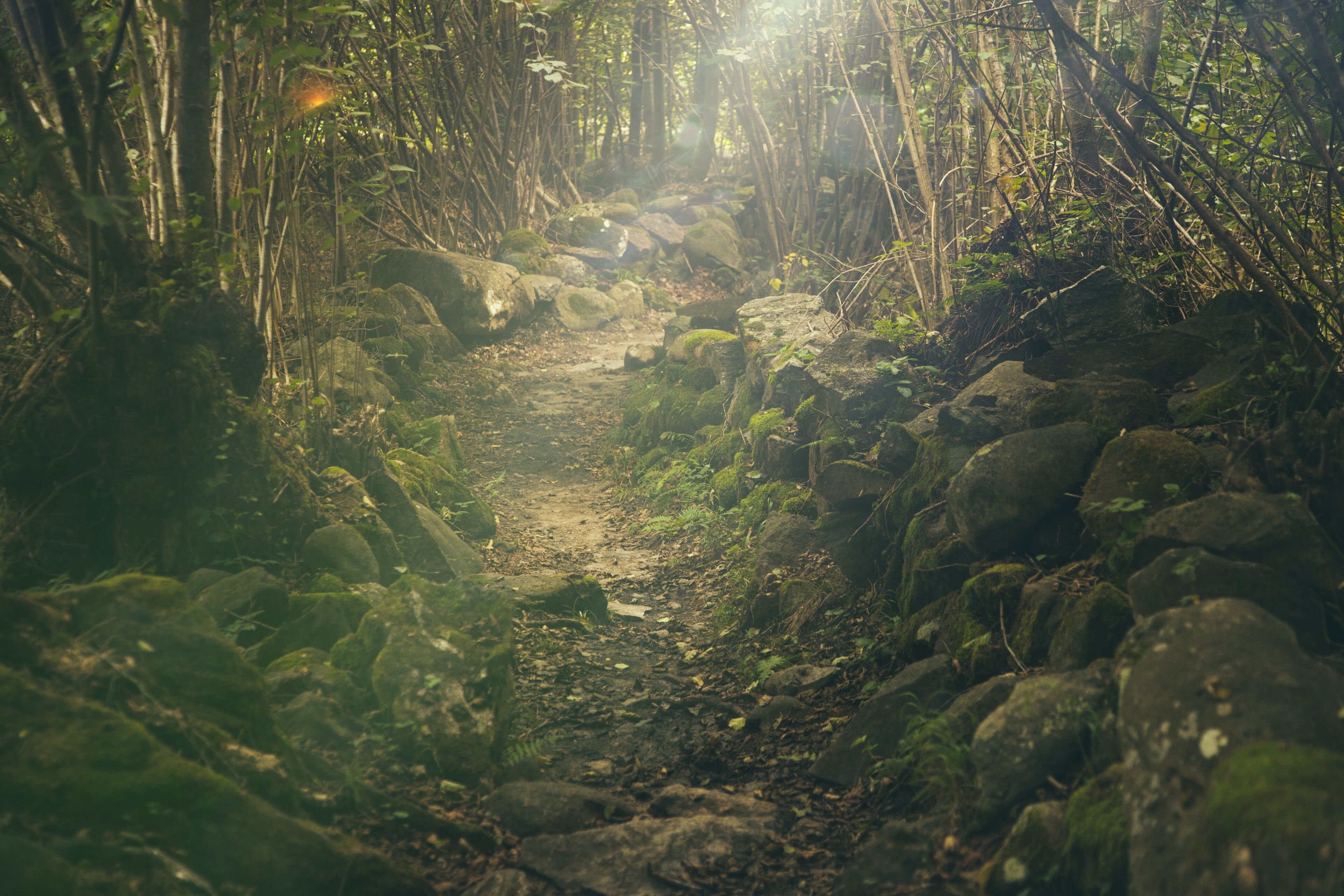 A forest path with rocks and moss.