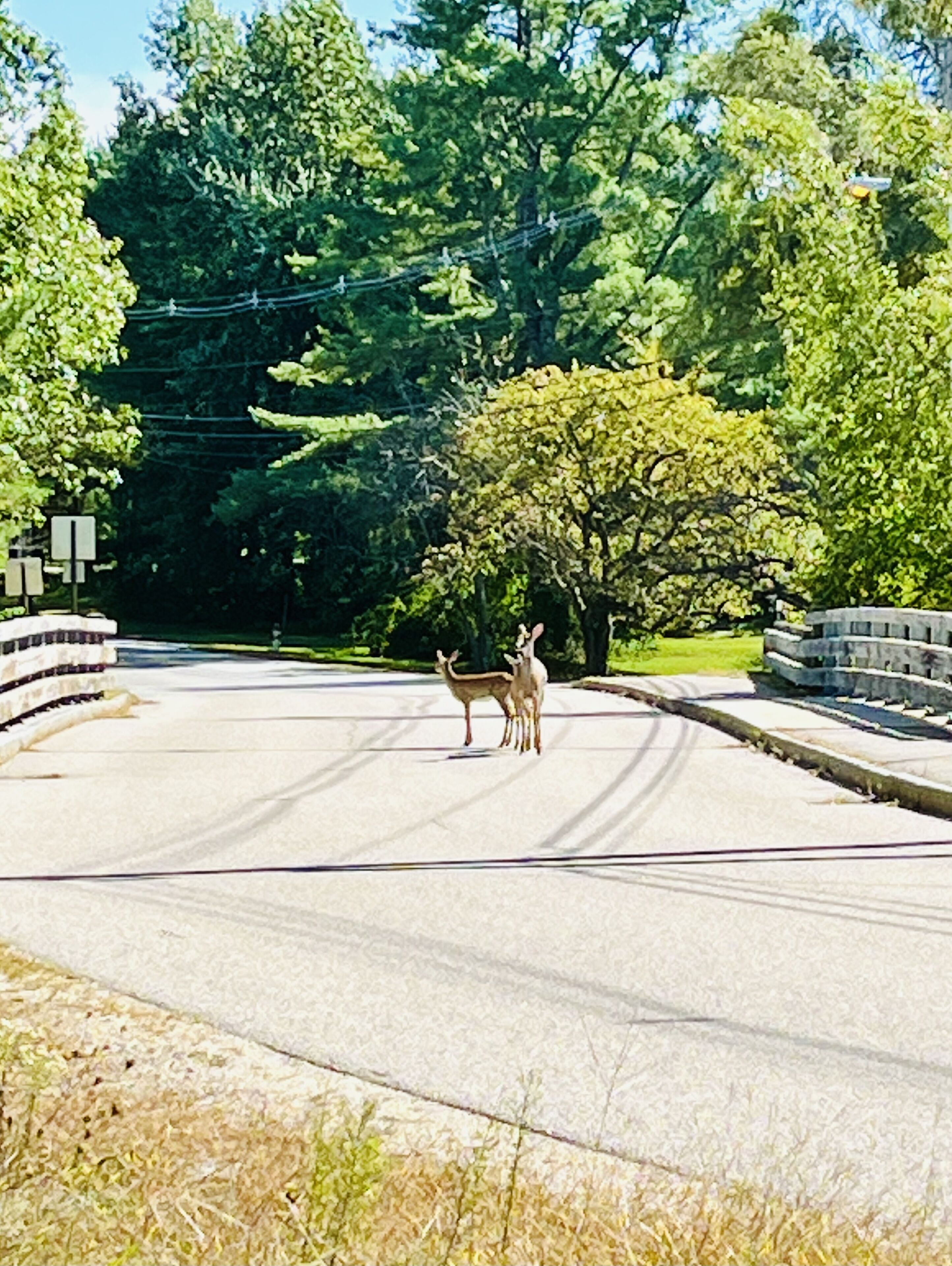 A road with a curve, surrounded by trees and a stone bridge.
