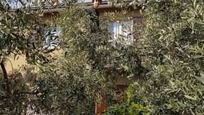 Una persona de pie en un jardín con follaje denso y un edificio al fondo.