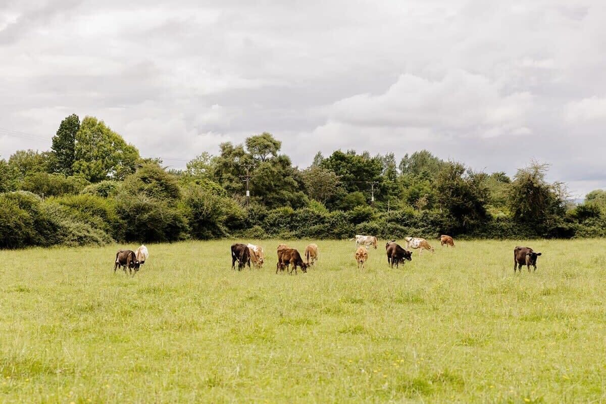 A grassy field with cows grazing.