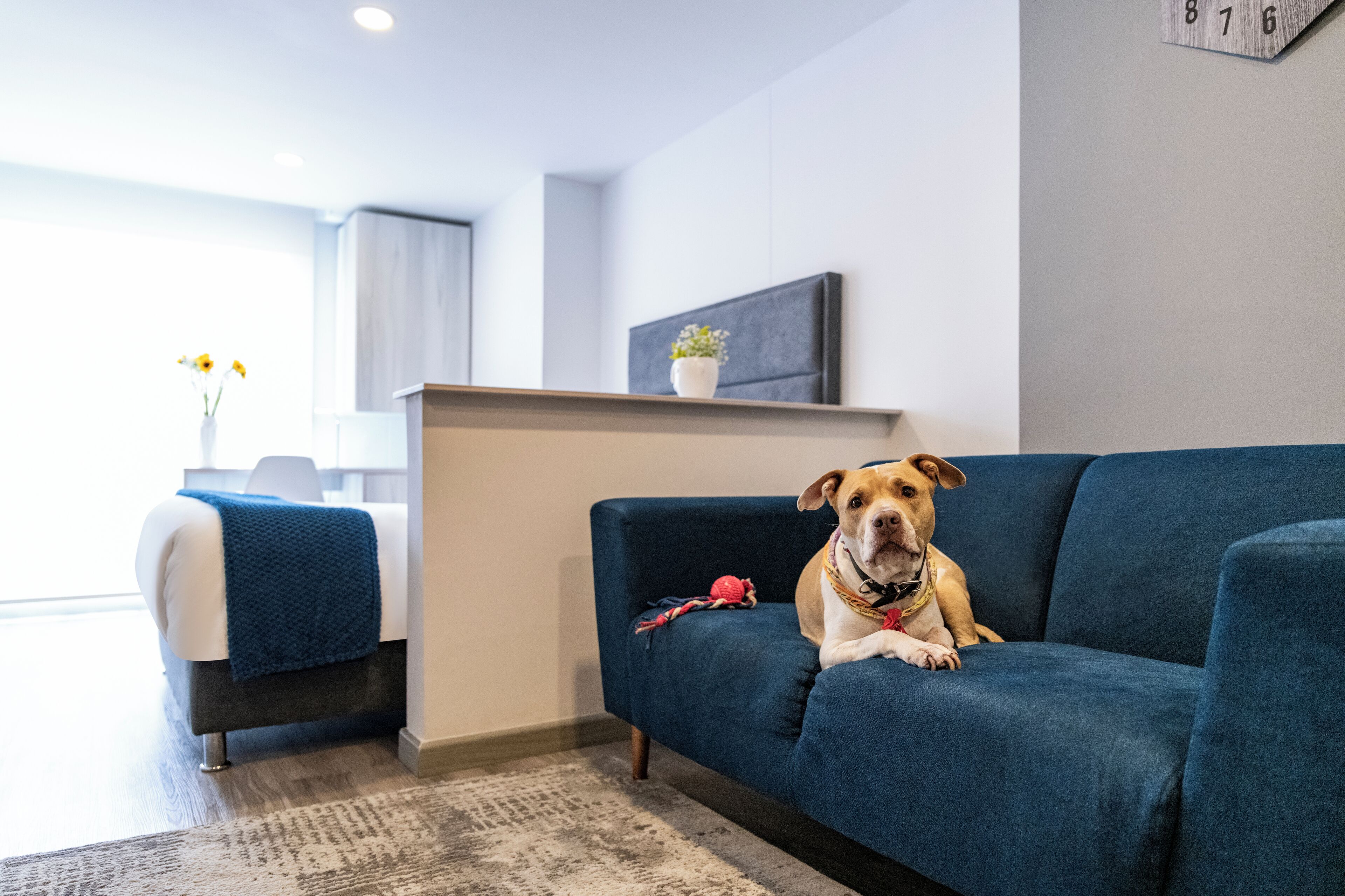 Un salon moderne avec un canapé bleu, un chien, une petite plante posée sur une étagère et un lit recouvert d’une couverture bleue.