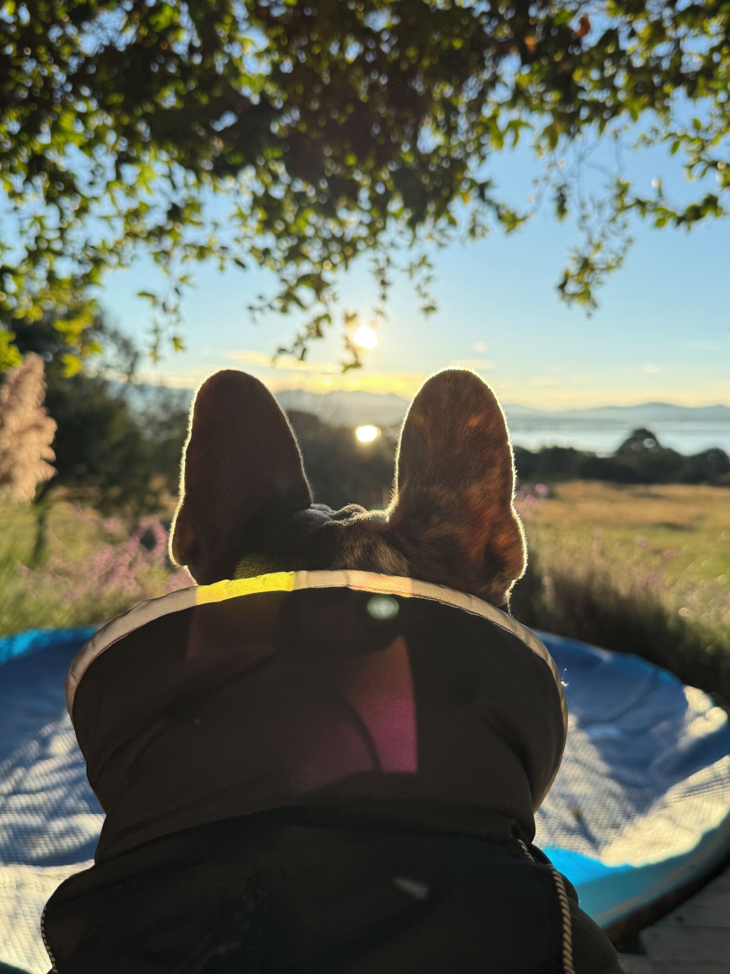 Un chien allongé sur une couverture, avec en arrière-plan un coucher de soleil et des arbres.