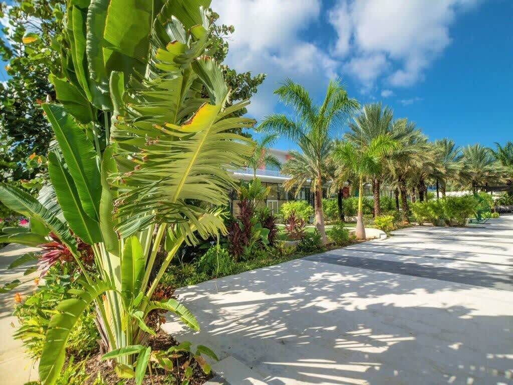 Un sentier dallé bordé de palmiers et de plantes tropicales.