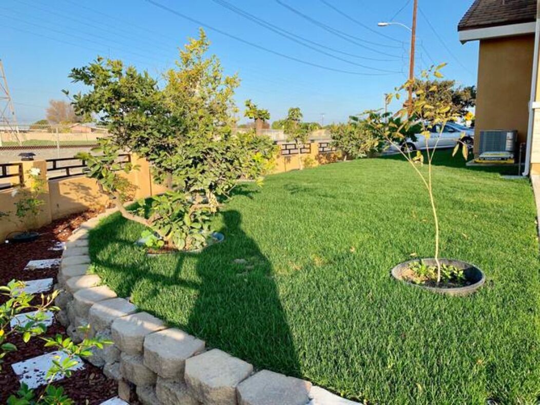 A well-maintained lawn with a stone border, a small tree, and a building in the background.