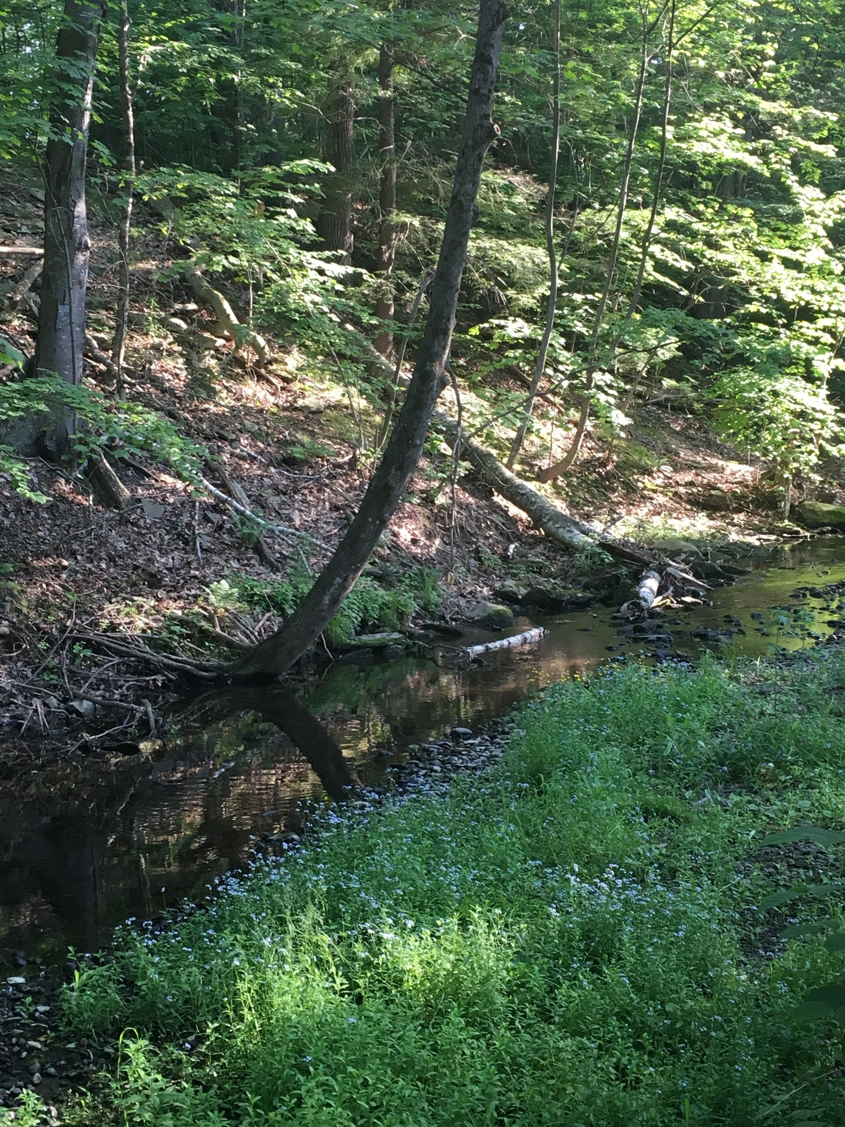 Ein bewaldetes Gebiet mit einem Bach, Bäumen und dichter Vegetation.