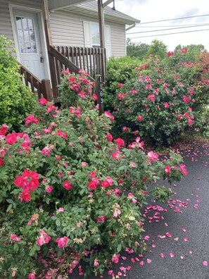 Detalle del exterior