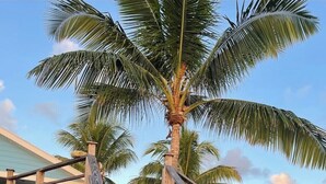A wooden staircase leading to a wooden deck with a palm tree in the background. - This is a great vacation home with oceans views  (George Town)