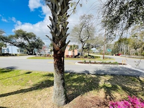 Stroll through a charming neighborhood lined with houses and a picturesque palm tree.