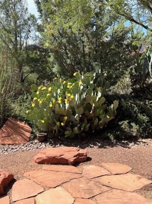 A cactus with yellow flowers in a garden with red rocks and green foliage.