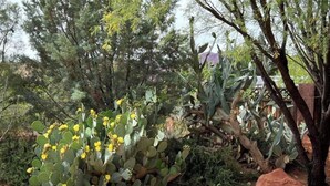 A cactus garden with yellow flowers, surrounded by rocks and other desert plants. - Desert Oasis & Spa - 30 Night Rental - Kayenta, Tuacahn & Zion  (Ivins)