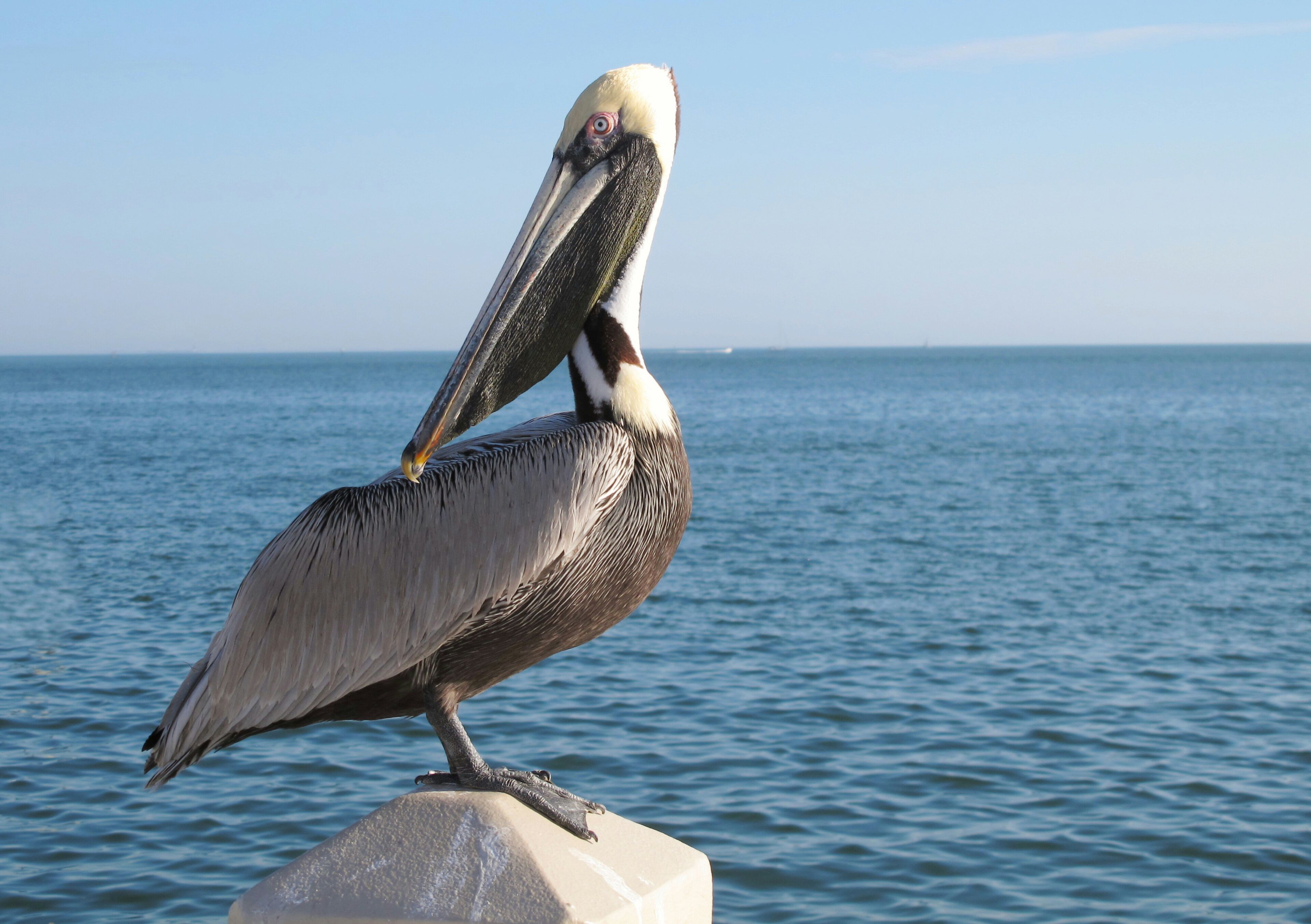 A pelican perched on a concrete structure by the water.