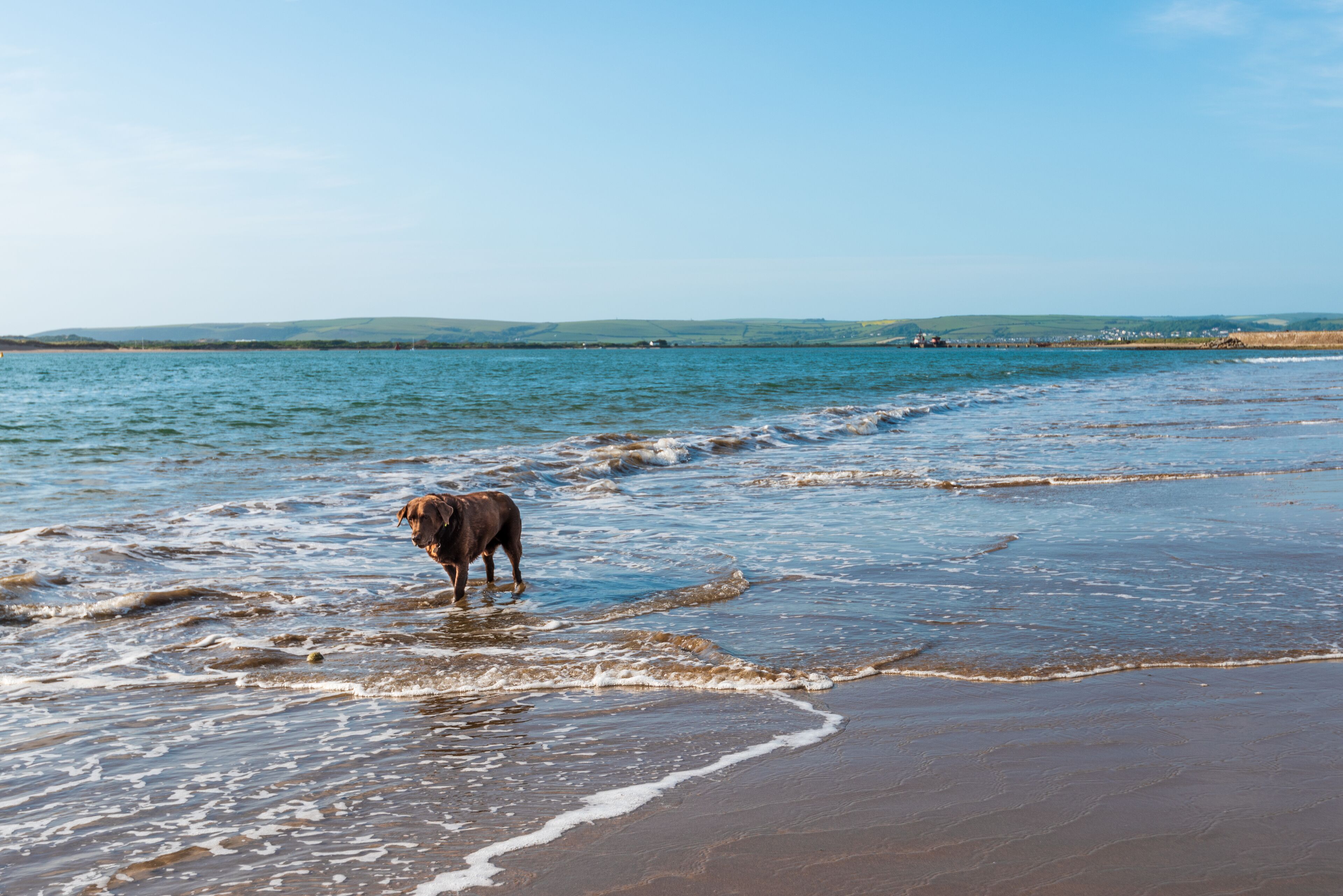 Een hond staat op een strand met golven.