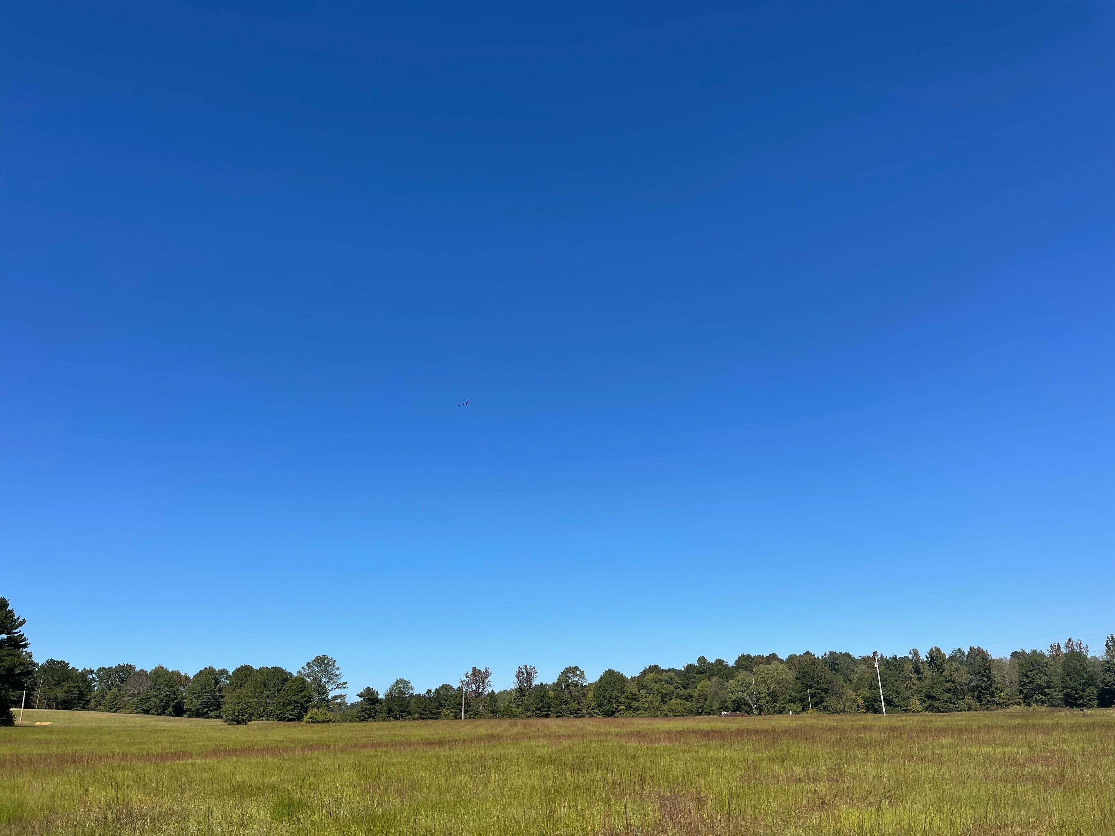 Un ciel d’un bleu profond surplombe un champ verdoyant, avec une rangée d’arbres à l’horizon.