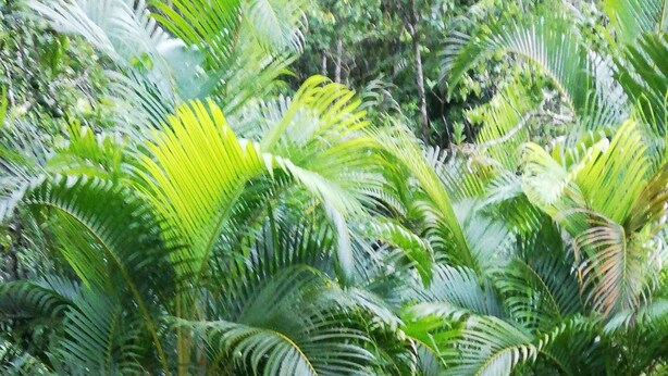 Un exuberante jardín con follaje denso y un pequeño estanque.