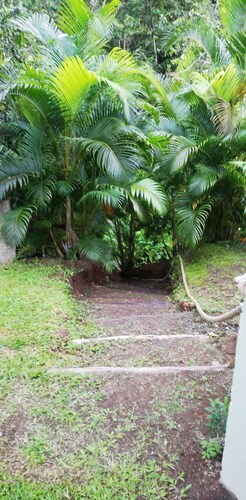 Mountain Cottage surrounded by the native birds, the Amazona Guildingii