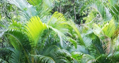 Mountain Cottage surrounded by the native birds, the Amazona Guildingii
