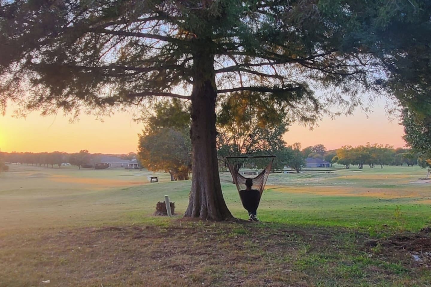 A tree with a hammock hanging from its branches in a grassy field.