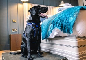 Pet-friendly