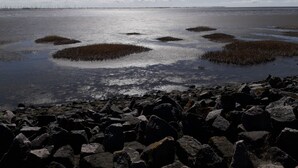 Eine felsige Küstenlinie mit ruhigem Wasser und vereinzelter Vegetation.