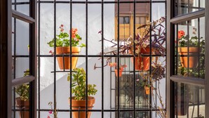 Ein Fenster mit mehreren in Töpfen angeordneten Pflanzen, die in einem Gittermuster angeordnet sind.