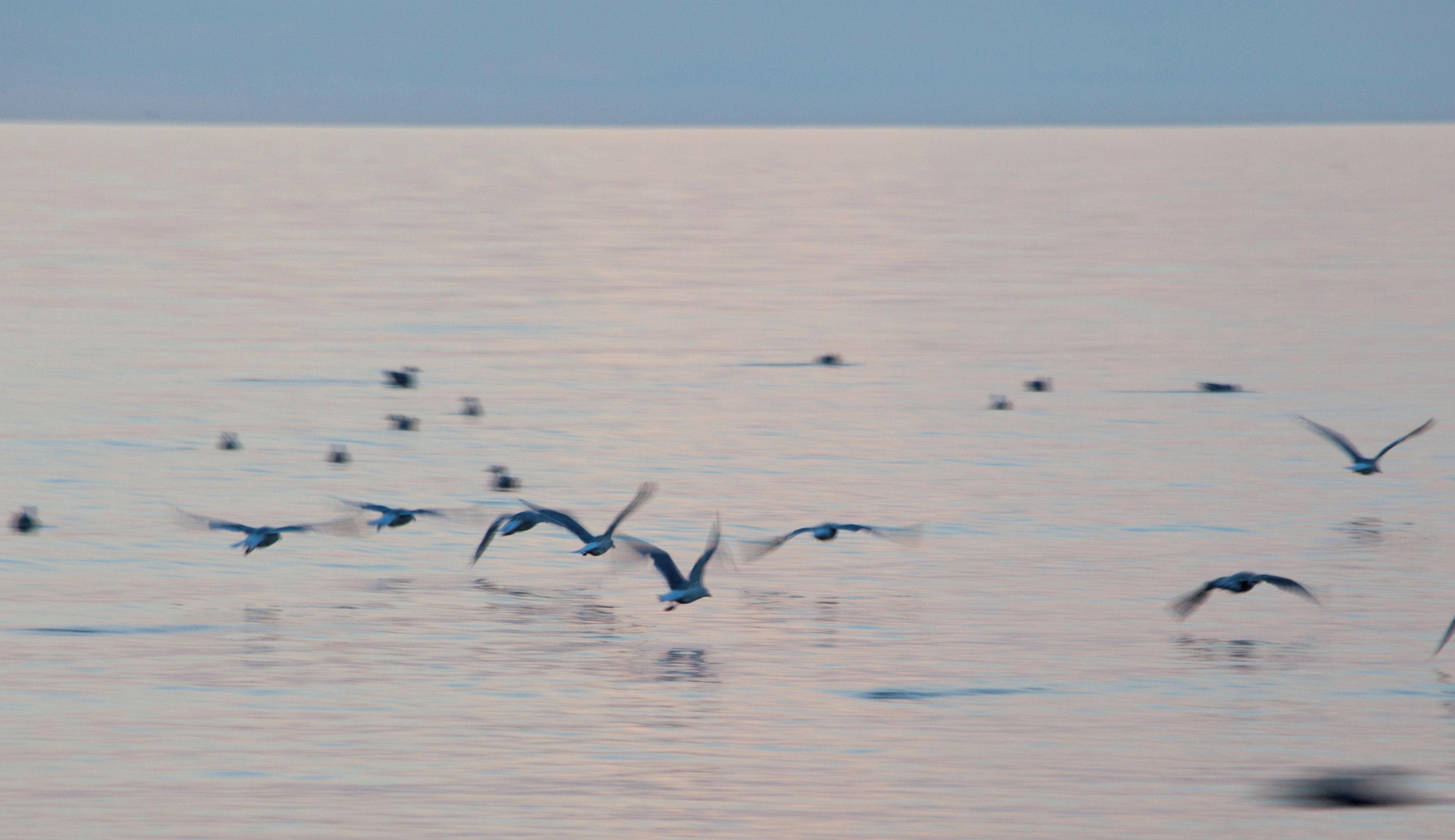 Een wateroppervlak met verschillende vogels erboven.