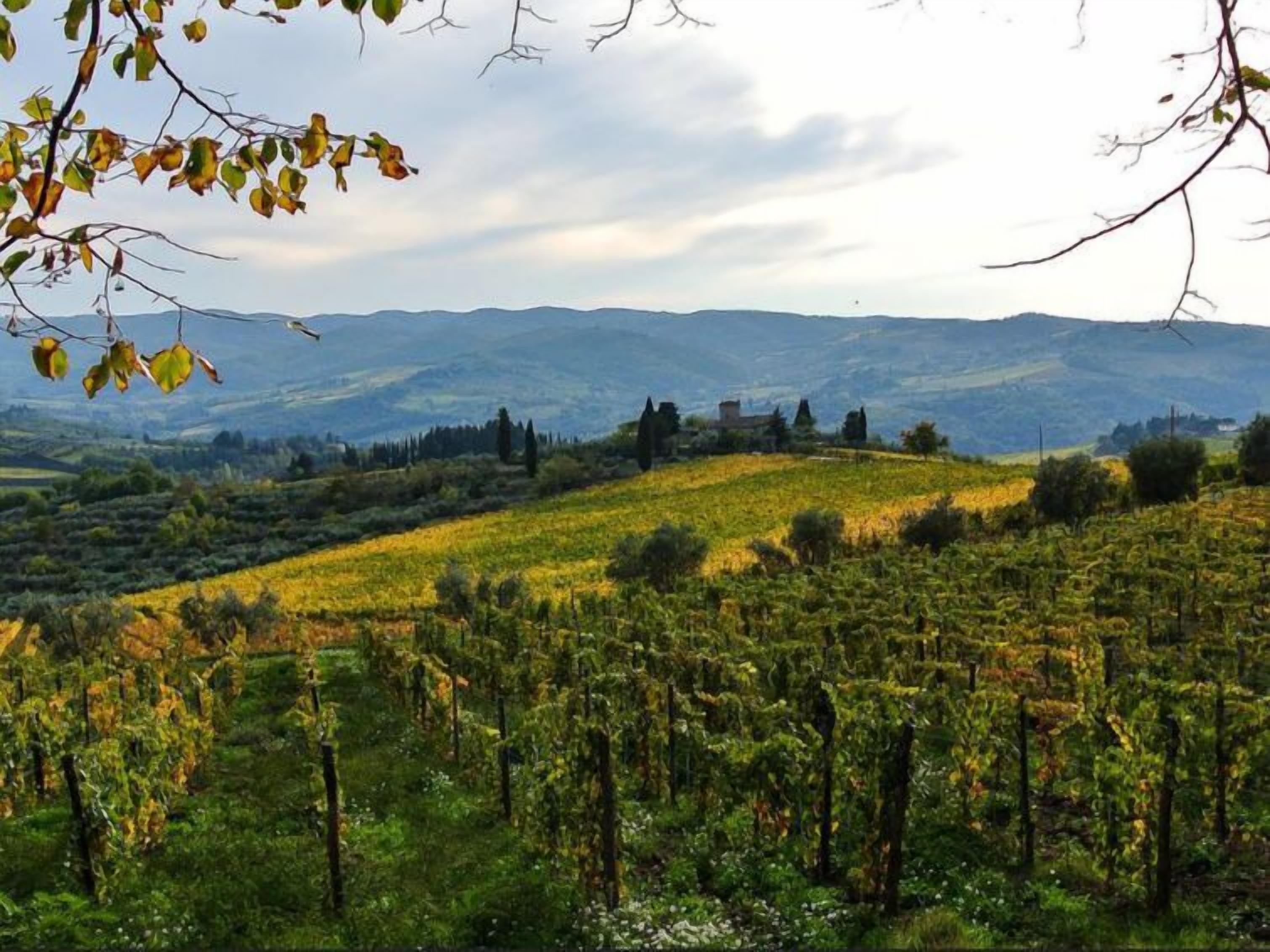 Un paysage de vignoble avec des rangées de vignes et des collines à l’horizon.
