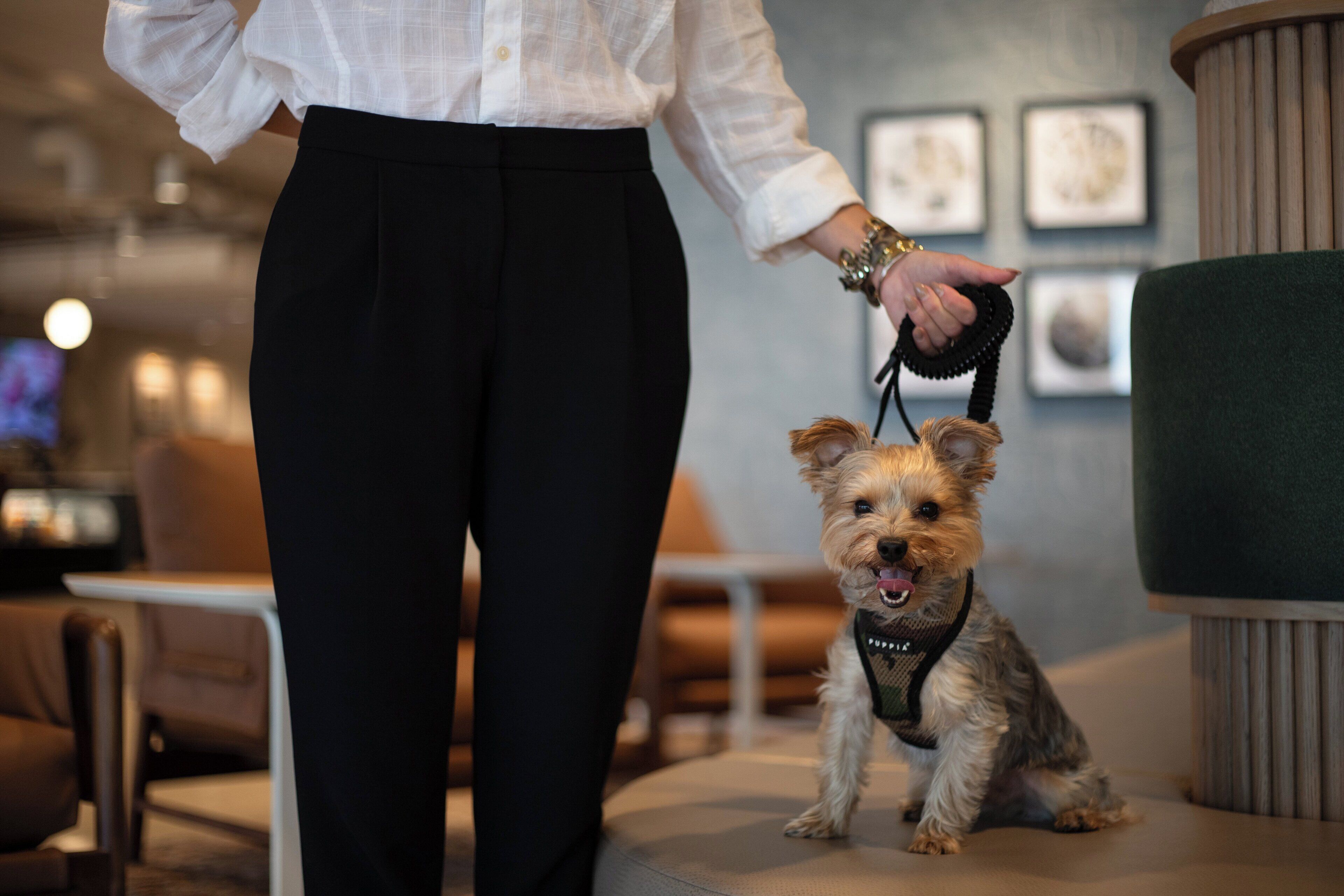 A person standing next to a small dog on a leash in a modern interior space with a sofa and framed pictures on the wall.