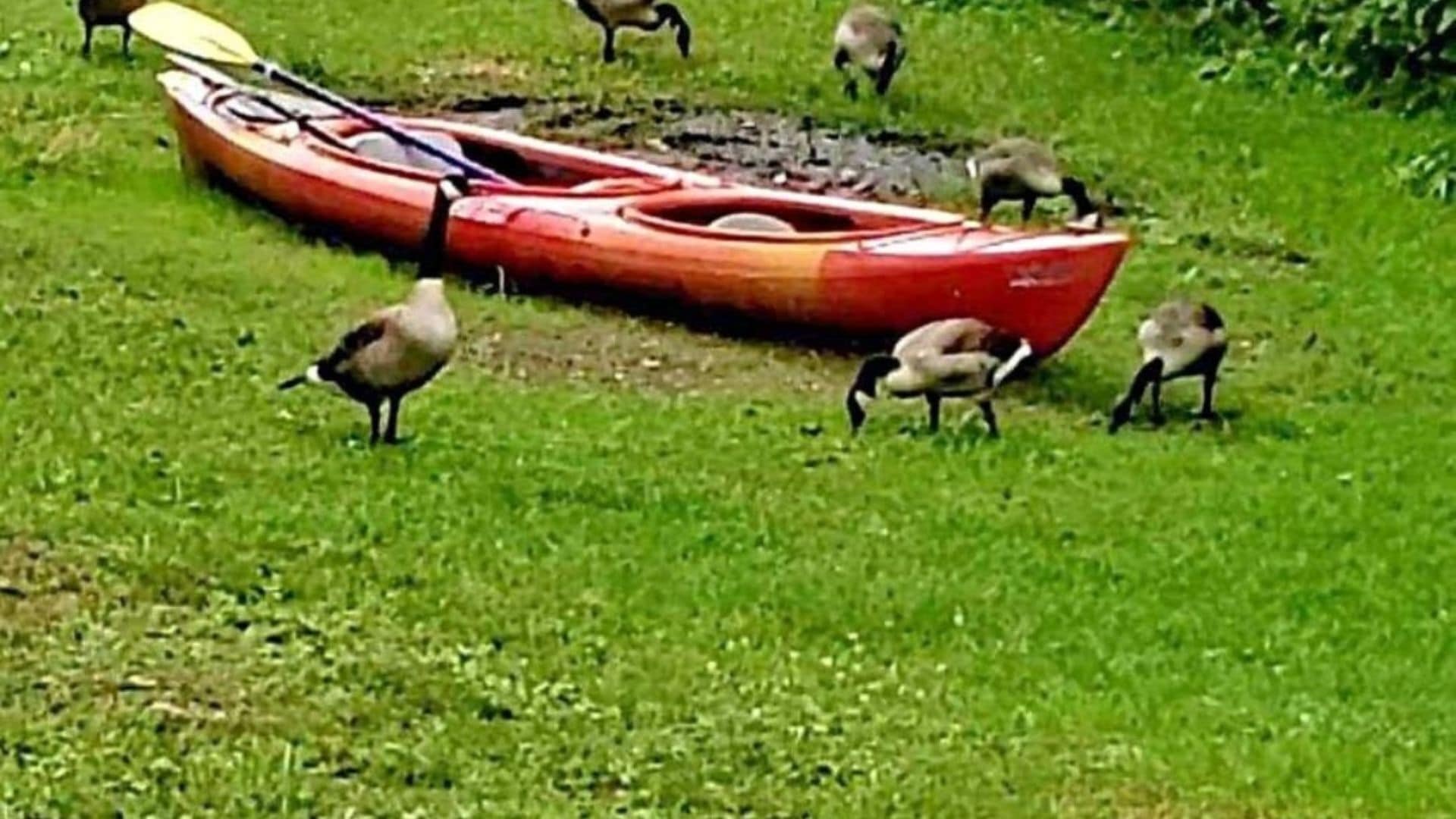 Una canoa roja sobre la hierba, con varias aves cerca.