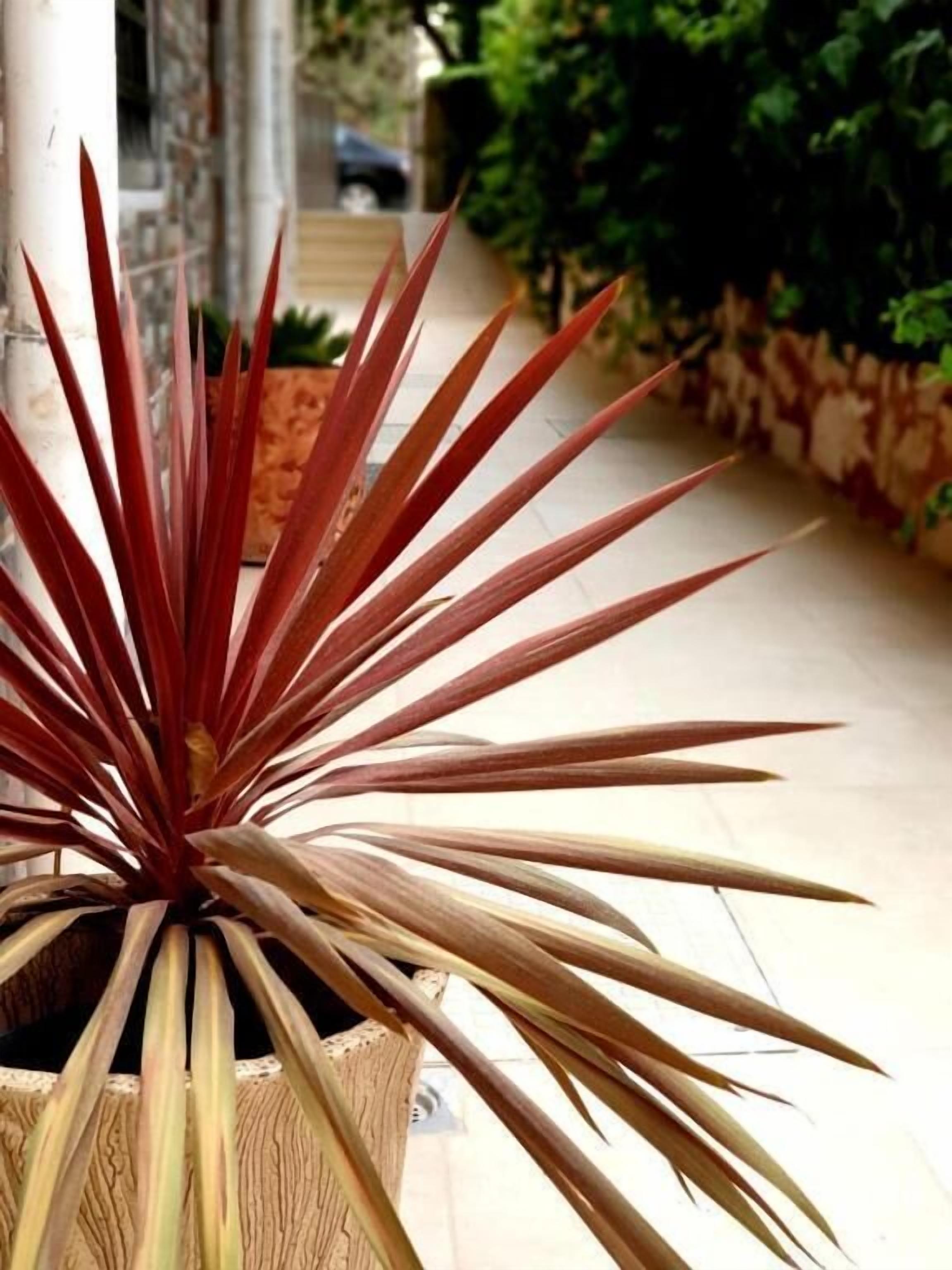 Una planta en maceta con hojas largas y delgadas en una jardinera de madera.