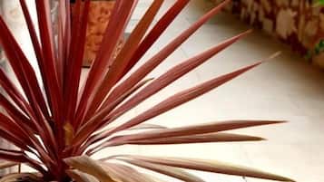 Una planta en maceta con hojas largas y delgadas en una jardinera de madera.