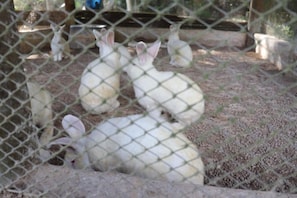 Miscellaneous - Vila Farm- Farmhouse - 3 bedrooms in Cachoeira de Macacu (Cachoeiras de Macacu)