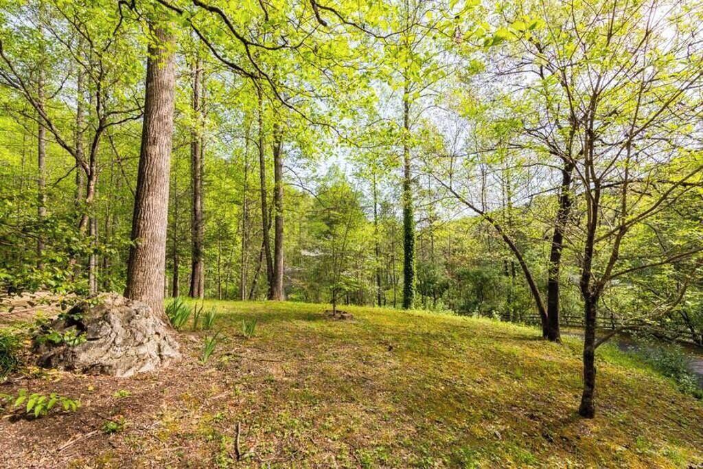 A forested area with a variety of trees and a grassy clearing.