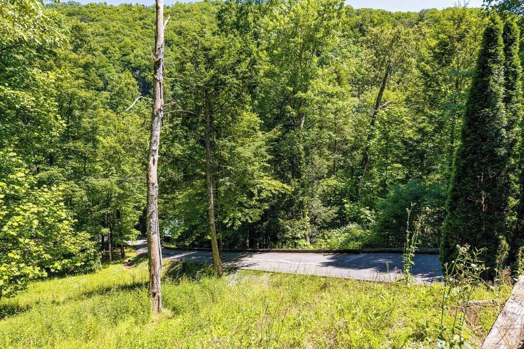 A forested area with a paved path and a small clearing.