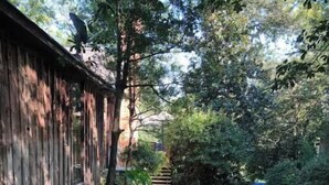 Un chemin de gravier traverse un jardin bordé d’une clôture en bois d’un côté, et où l’on trouve une grande vari été de plantes et d’arbres.