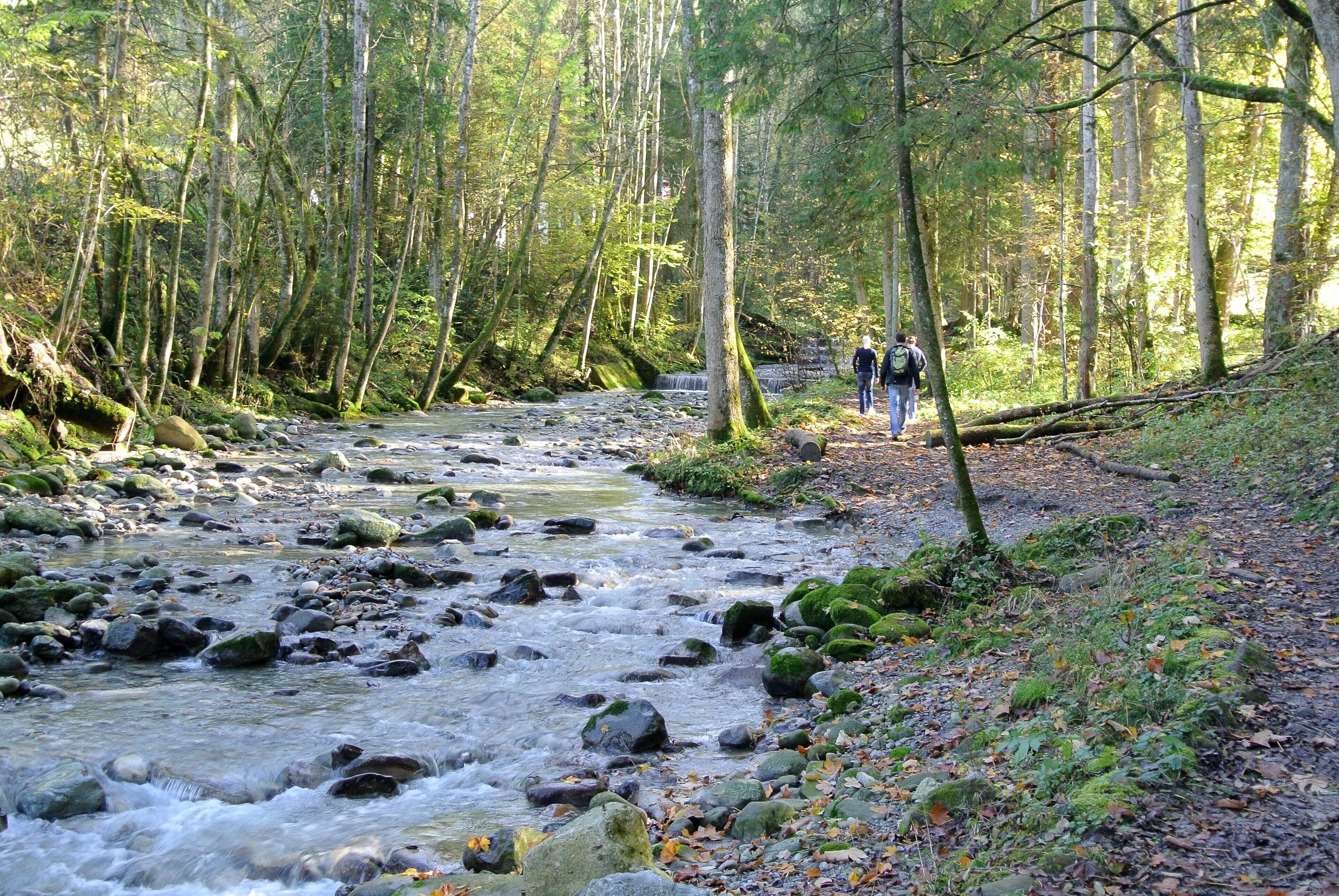 Une rivière qui traverse une zone boisée, avec des rochers et des arbres.
