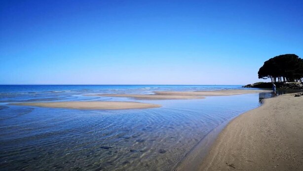 Une plage avec une eau claire, un rivage sablonneux et un arbre sur la droite.