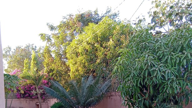 A paved pathway flanked by lush greenery and a pink wall.