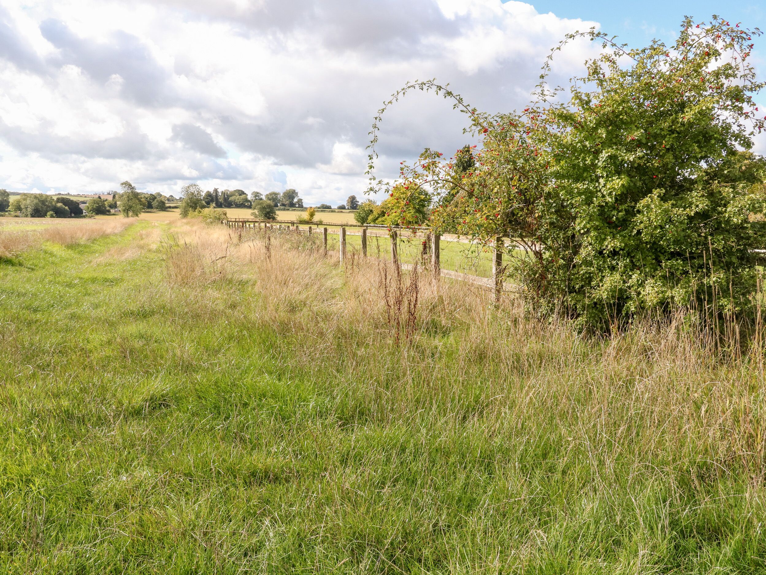 A rural landscape with a wooden fence, grassy fields, and a tree with red berries.